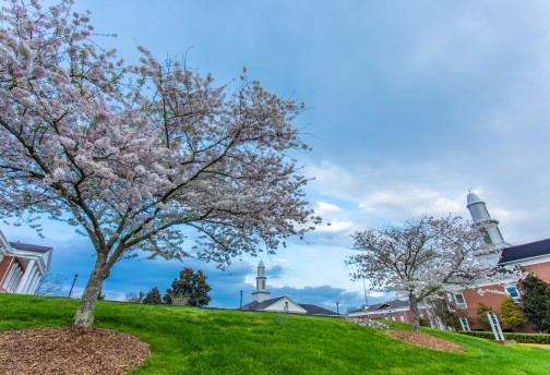 Cherry trees bloom in spring on the Cumberlands campus. 
