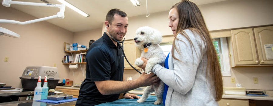 Vet assists with small dog